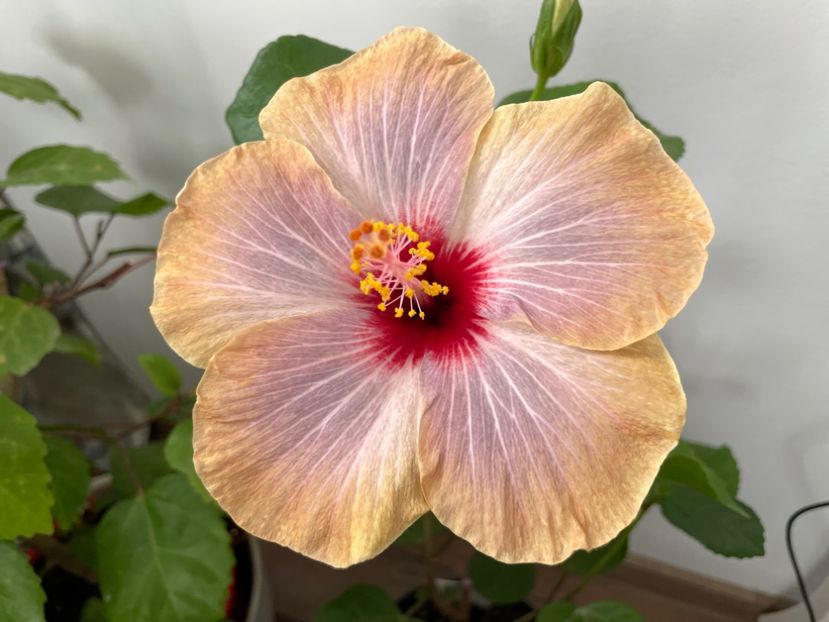  - 001 - Hibiscusi 2023