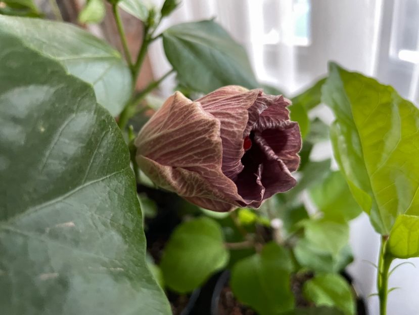  - 001 - Hibiscusi 2023