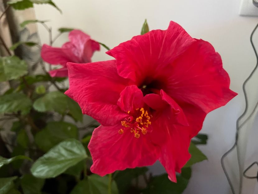  - 001 - Hibiscusi 2023