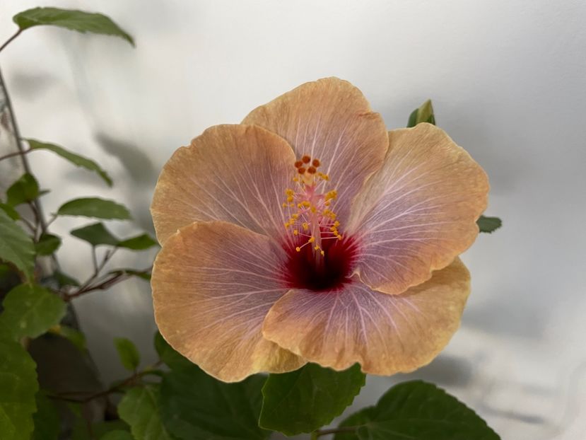  - 001 - Hibiscusi 2023