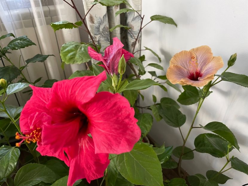  - 001 - Hibiscusi 2023