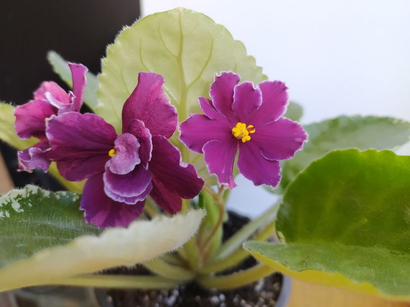 14 octombrie 2023 - LE Nuar