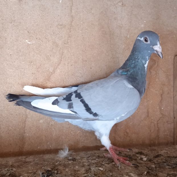 Femela 23-342....-10 lei - Porumbei vanduti