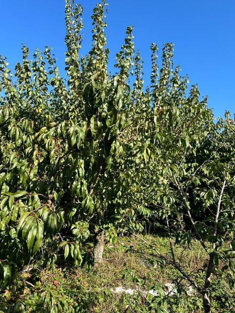 IMG-20231014-WA0108 - 0 000001 14 10 2023 Toamna la Cordun