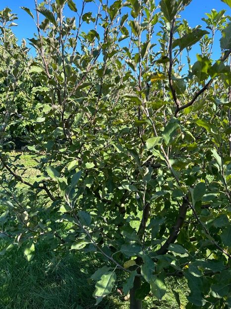 IMG-20231014-WA0112 - 0 000001 14 10 2023 Toamna la Cordun