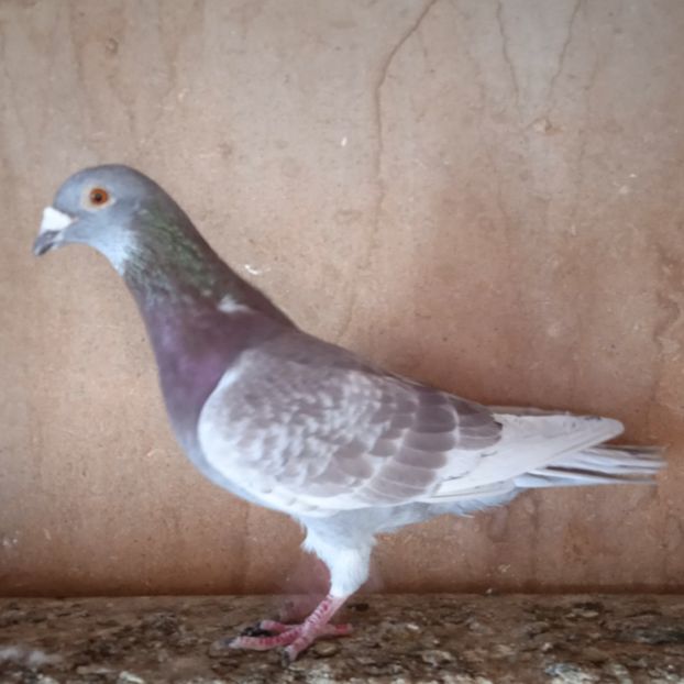 Mascul 20-930....-15 lei - Porumbei vanduti