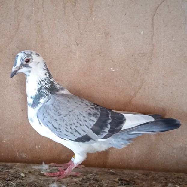 Femela 19-290....-rezervat Pucheni - Porumbei vanduti