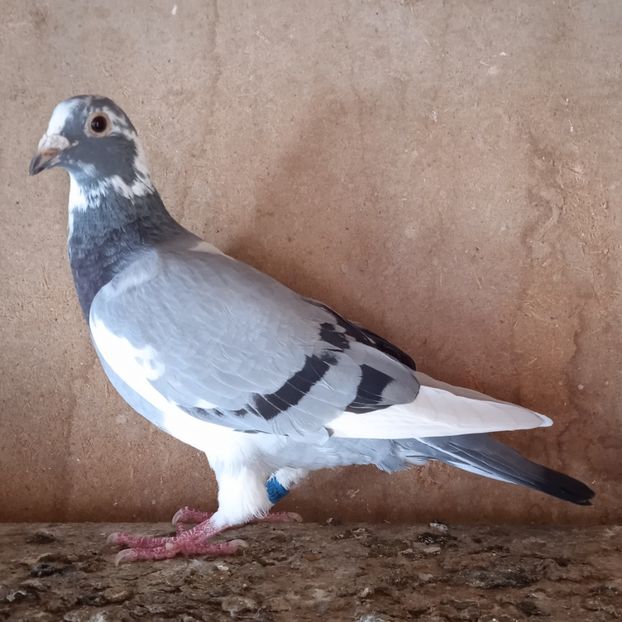 Femela 19-505....-10 lei - Porumbei vanduti