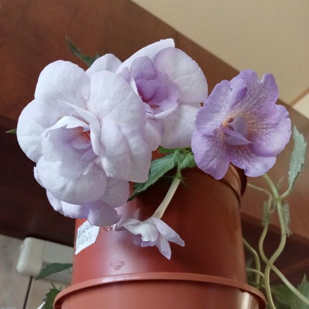  - Lavender Bliss