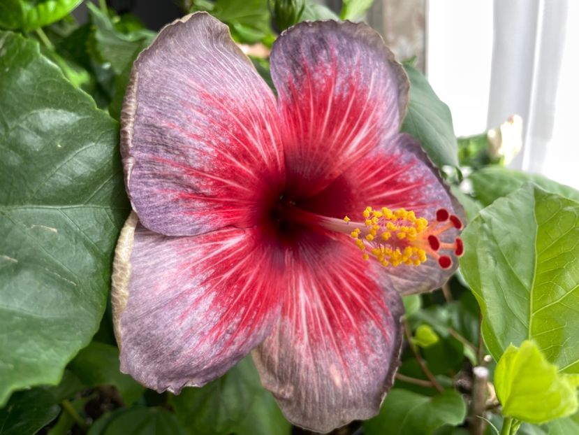  - 001 - Hibiscusi 2023