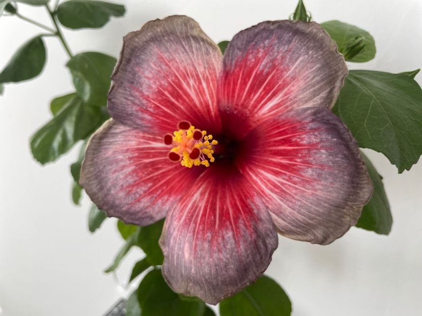  - 001 - Hibiscusi 2023