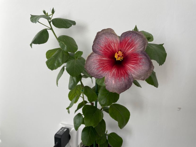  - 001 - Hibiscusi 2023