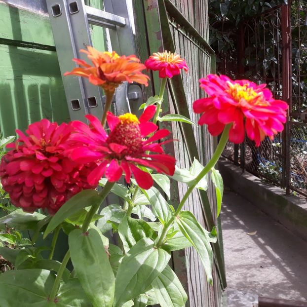 Zinnia, Domnisori. 2023 - FLORICELE PE CAMPII