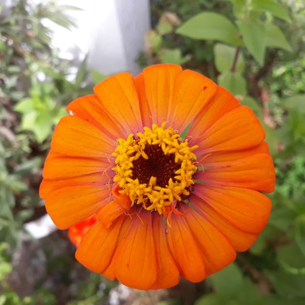  - FLORICELE PE CAMPII