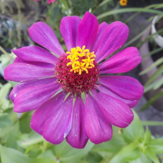  - FLORICELE PE CAMPII