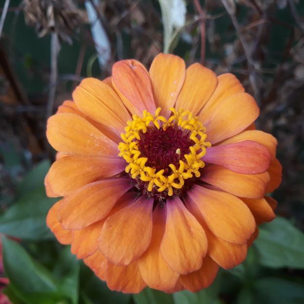  - FLORICELE PE CAMPII