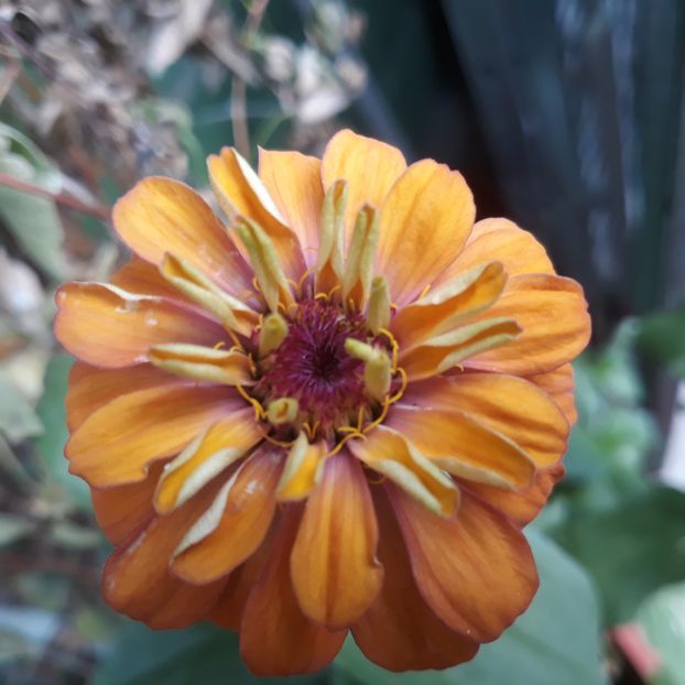  - FLORICELE PE CAMPII