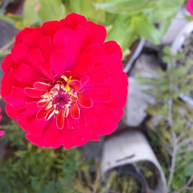  - FLORICELE PE CAMPII