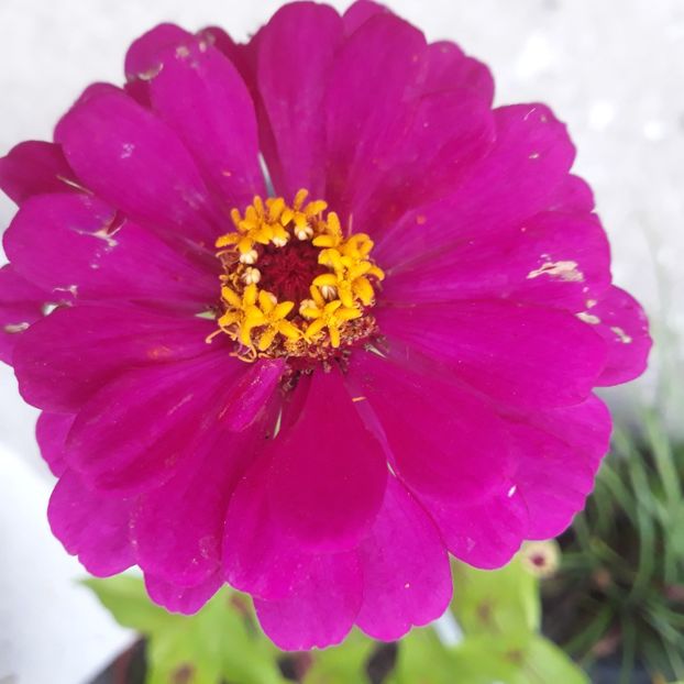  - FLORICELE PE CAMPII