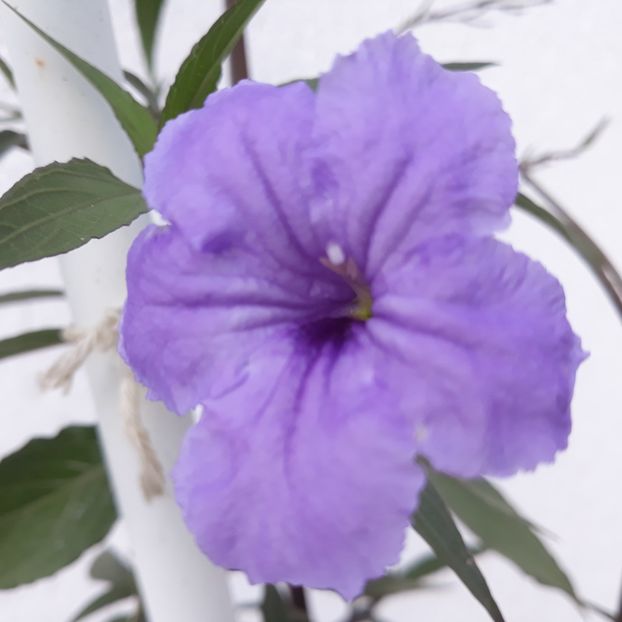 Ruellia, Petunia mexicană 2023 - FLORICELE PE CAMPII