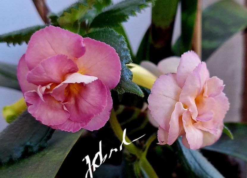  - Yellow English Rose