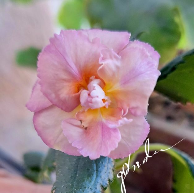  - Yellow English Rose
