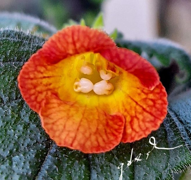 MM s Irina - Achimenes