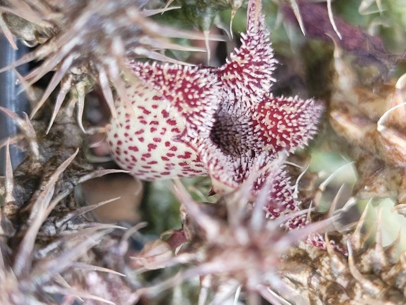  - Stapelia