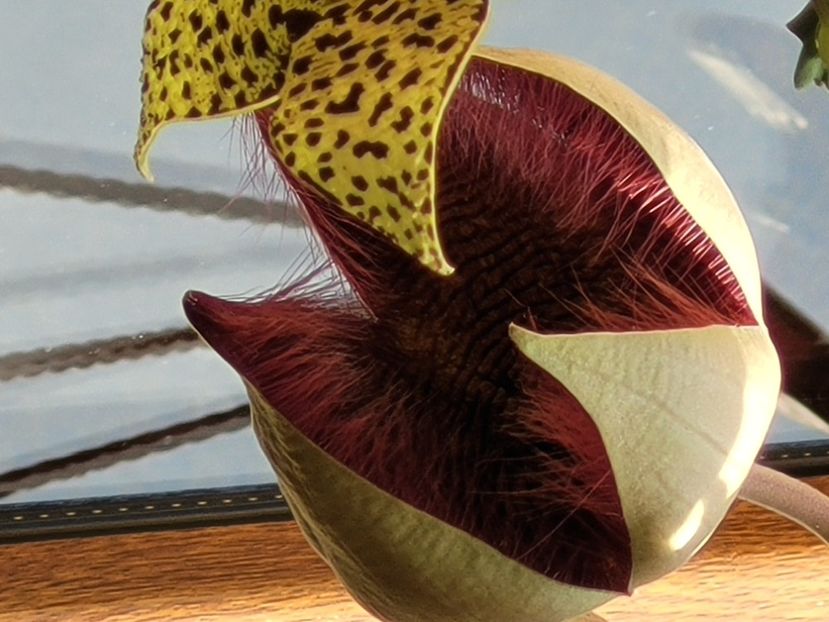  - Stapelia