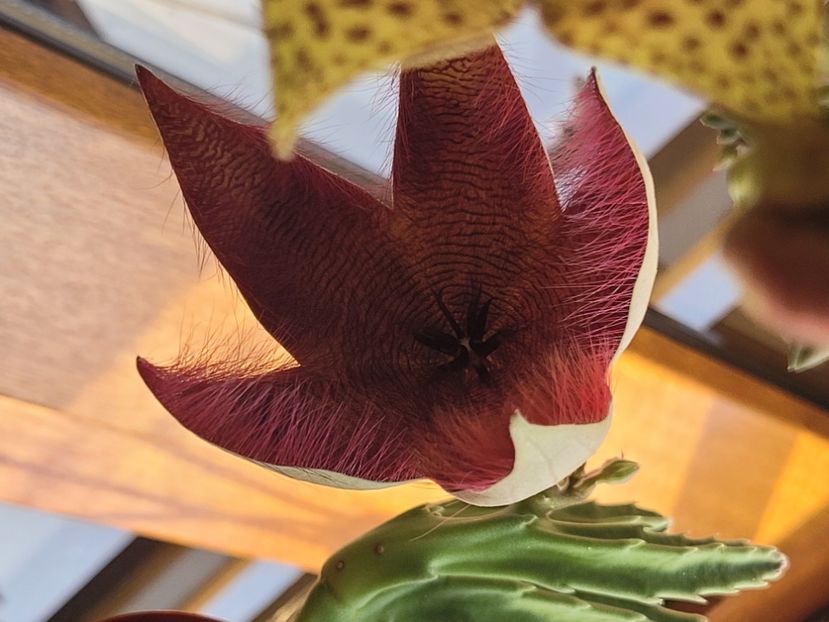  - Stapelia