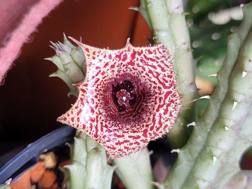  - Stapelia