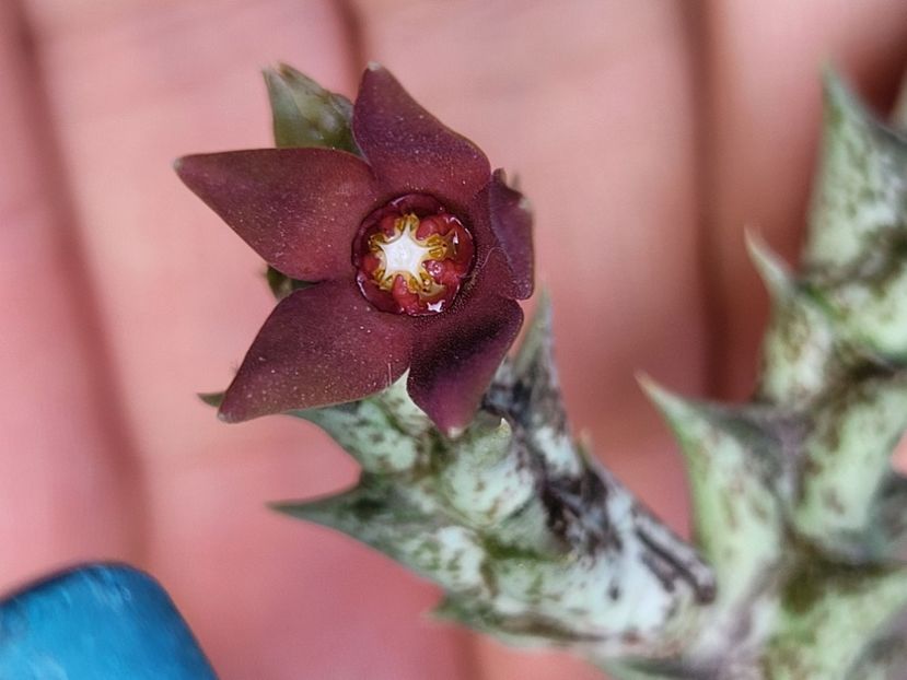  - Stapelia