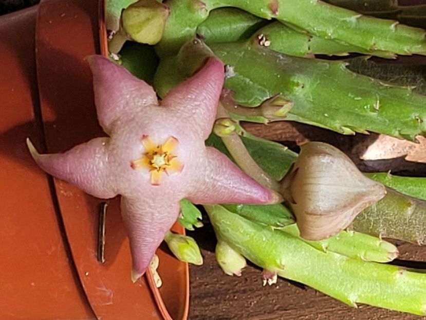  - Stapelia