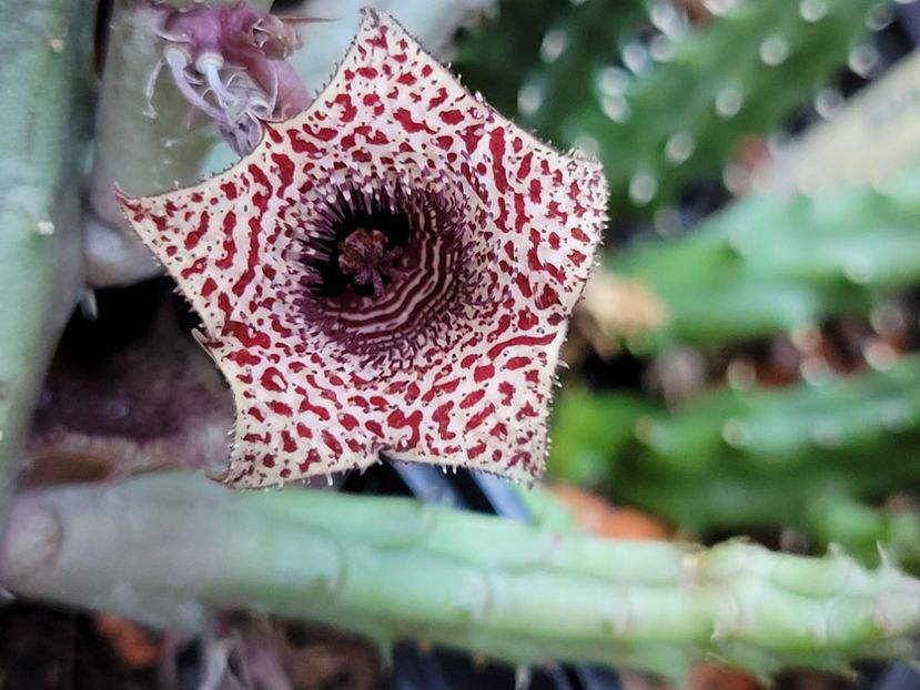  - Stapelia