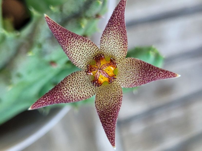  - Stapelia