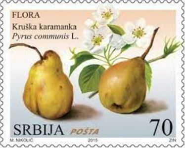 par karamanka - PAR soiul vechi KARAMANCA