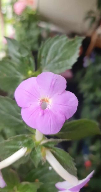 received_977487476815775 - Humberto Vittorino