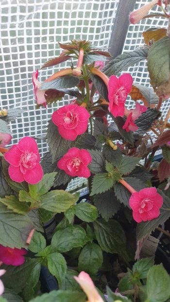 received_1377391063204663 - 0 Achimenes 2023