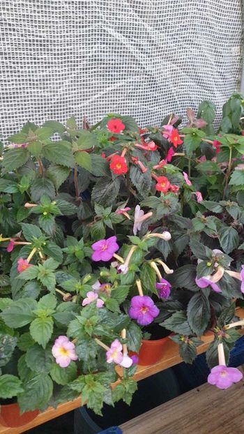 received_708755387291875 - 0 Achimenes 2023