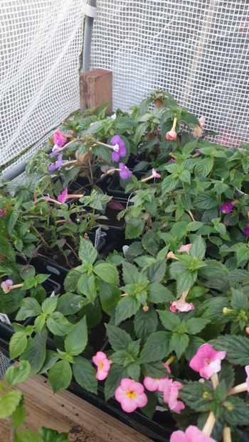 received_6831570200252052 - 0 Achimenes 2023