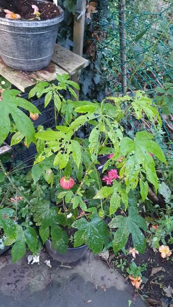 received_1051194212577561 - 10- Abutilon Red Tiger