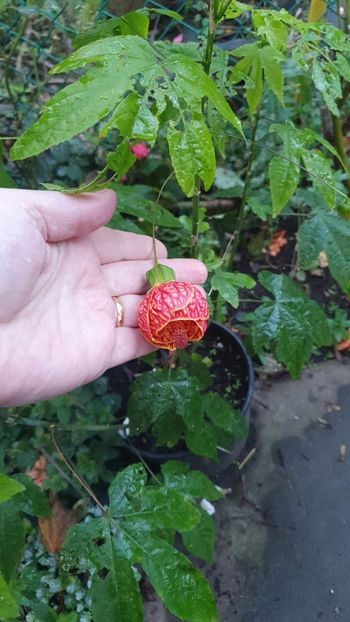 received_863852878257775 - 10- Abutilon Red Tiger
