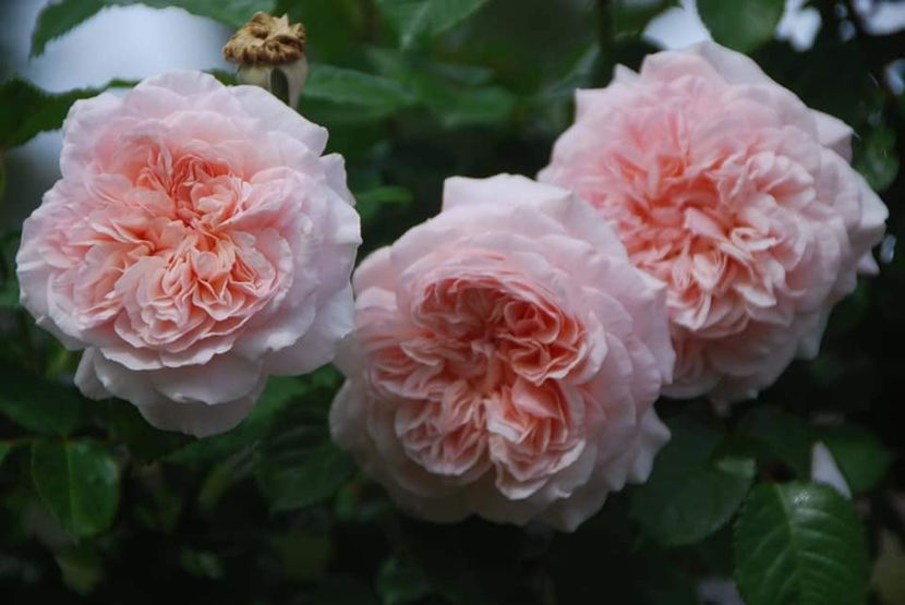 Rose de Tolbiac (urcator) 70 - Toamna 2025