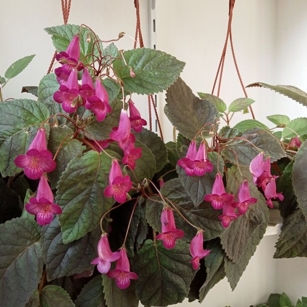  - Smithicodonia Heartland s Joy