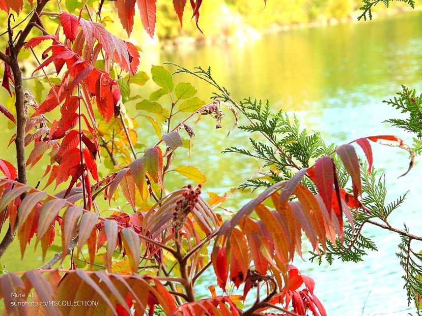 Red - A - DECO ART - CANADA