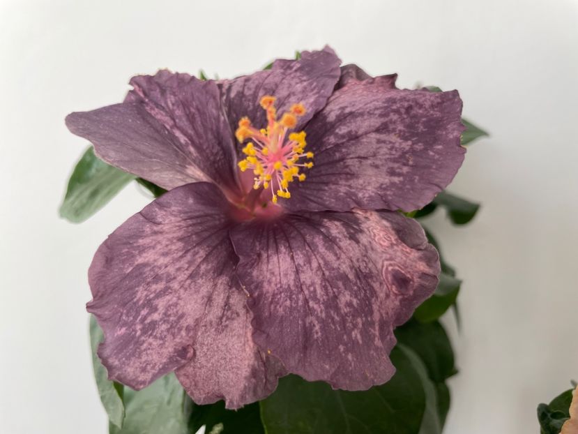  - DPs Purple Drops