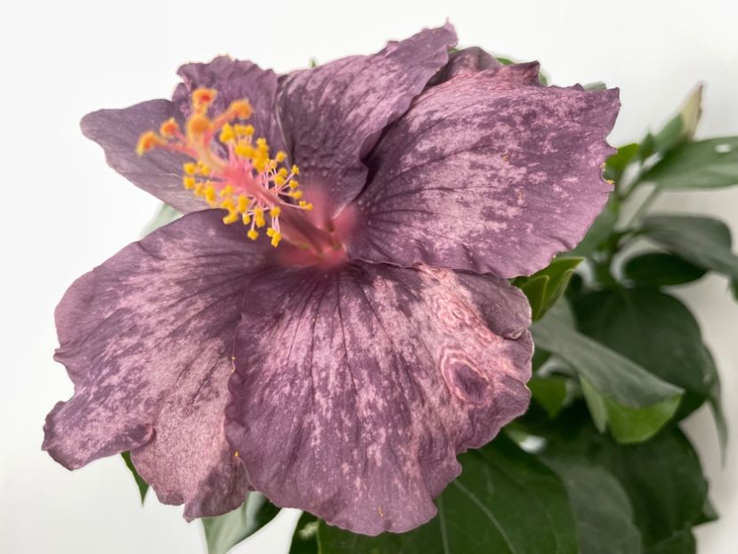  - DPs Purple Drops