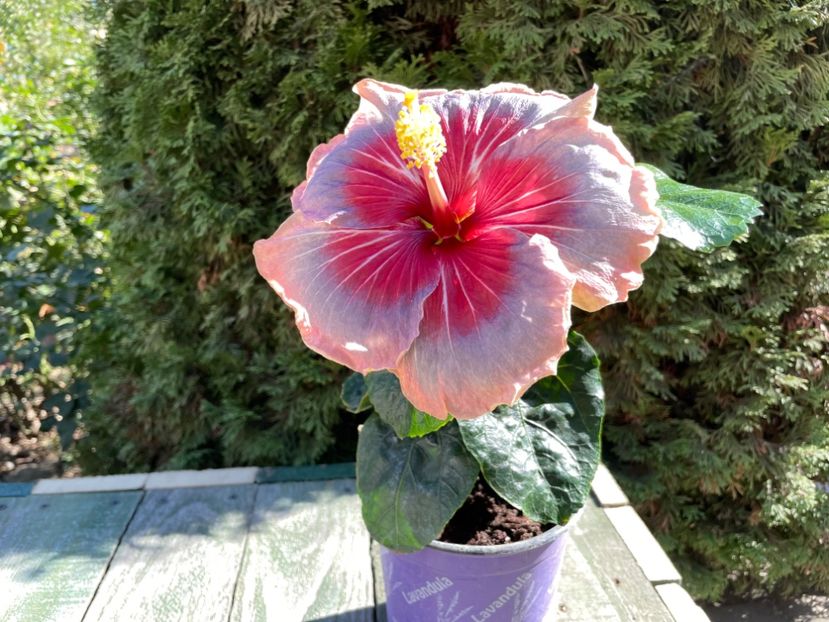  - 001 - Hibiscusi 2023