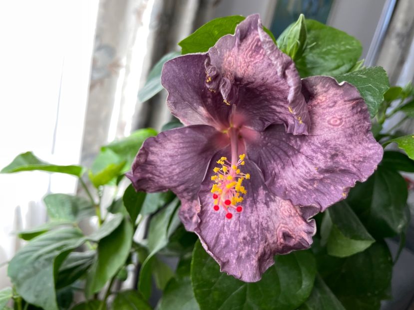  - 001 - Hibiscusi 2023