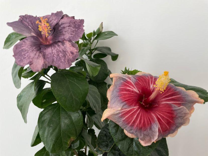  - 001 - Hibiscusi 2023